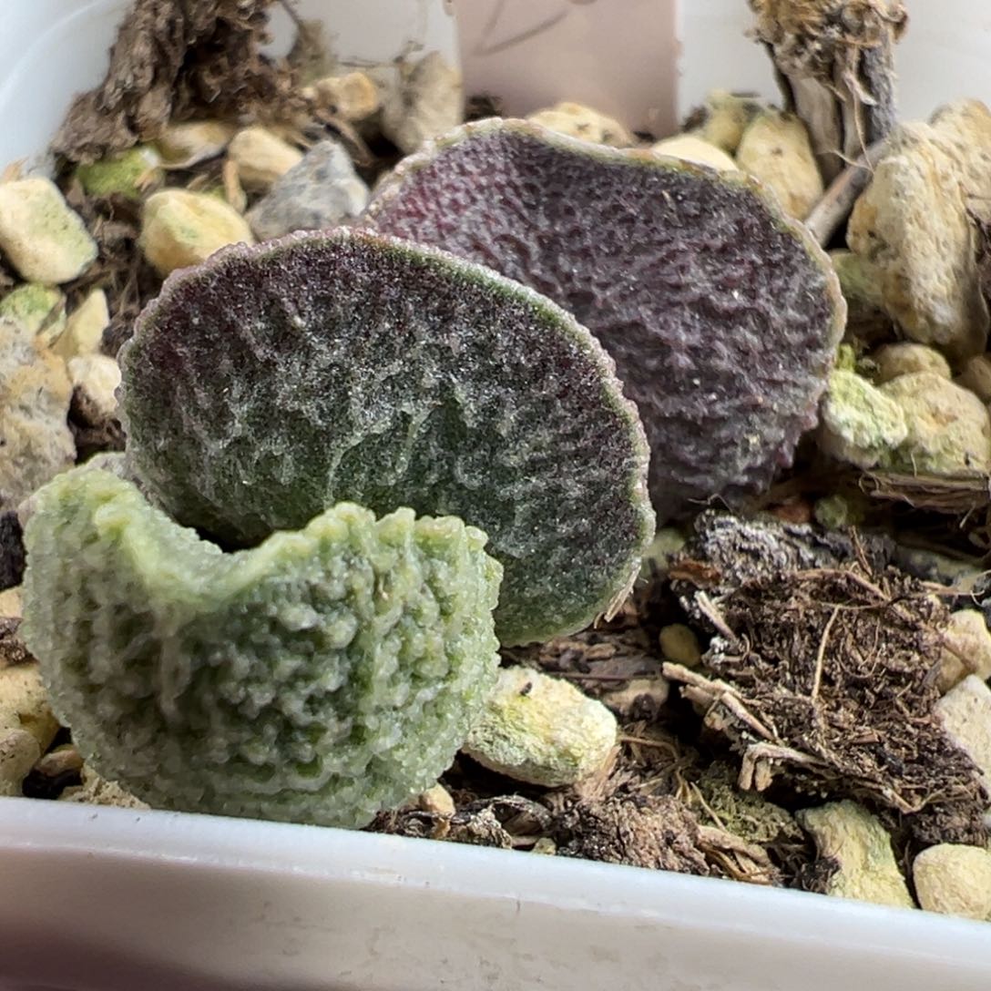 实生新品大苗多肉植物水泡