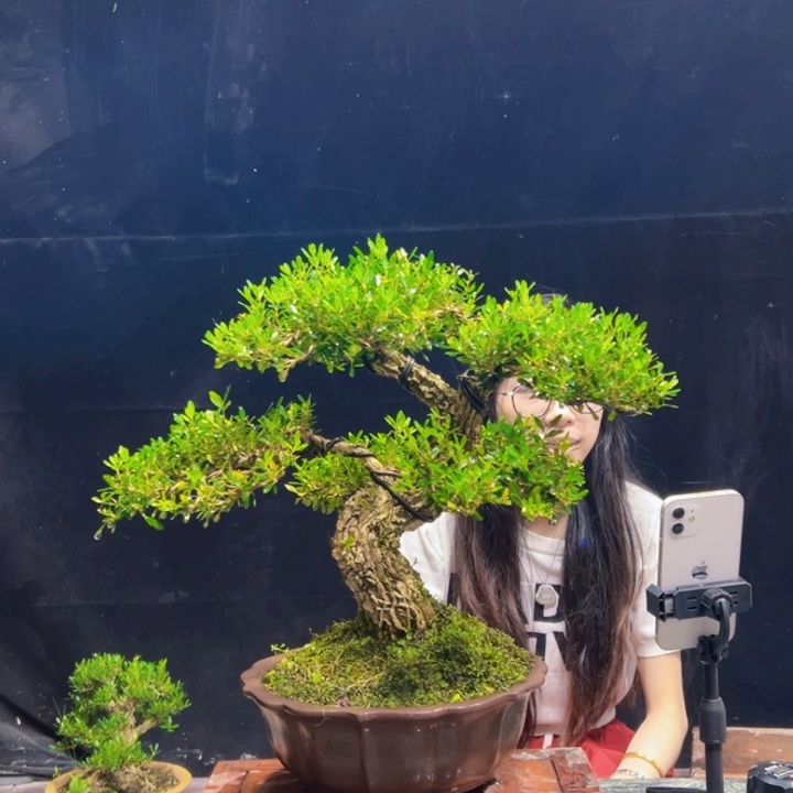 无花朵黄杨盆景四季常绿
