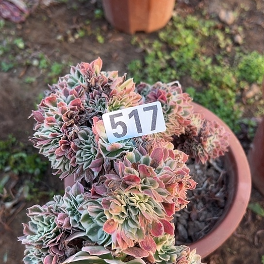 王***智多肉植物一个白凤517