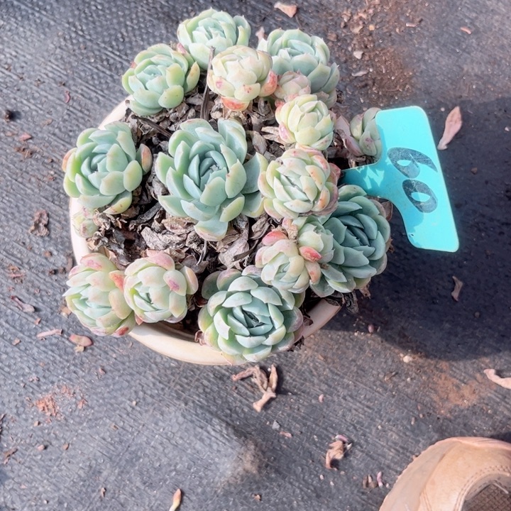 晨语多肉一物一拍