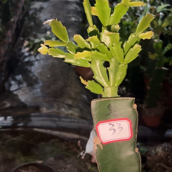 大***军，33号带盆052天使的云