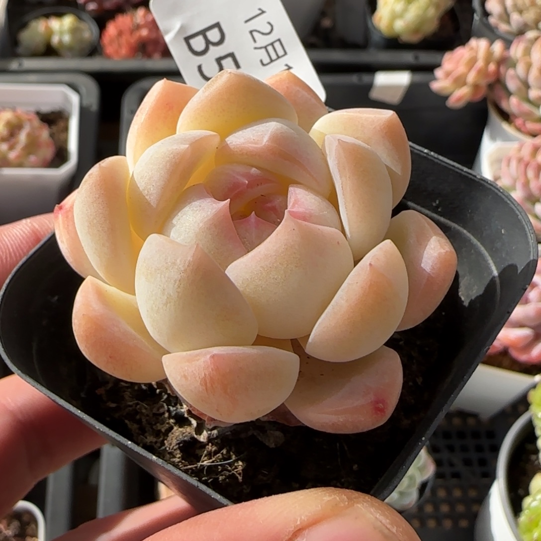 白桃汽水一颗脱土