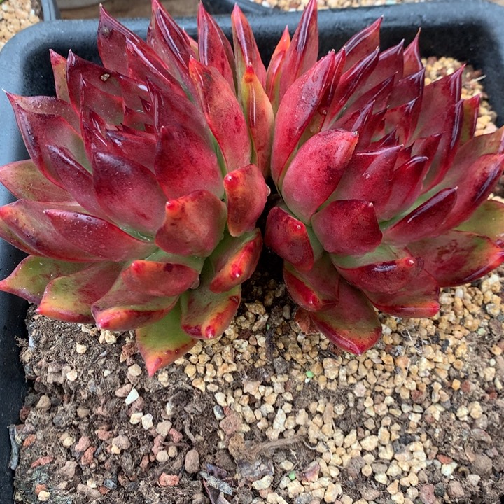 美肉特价活动开始啦