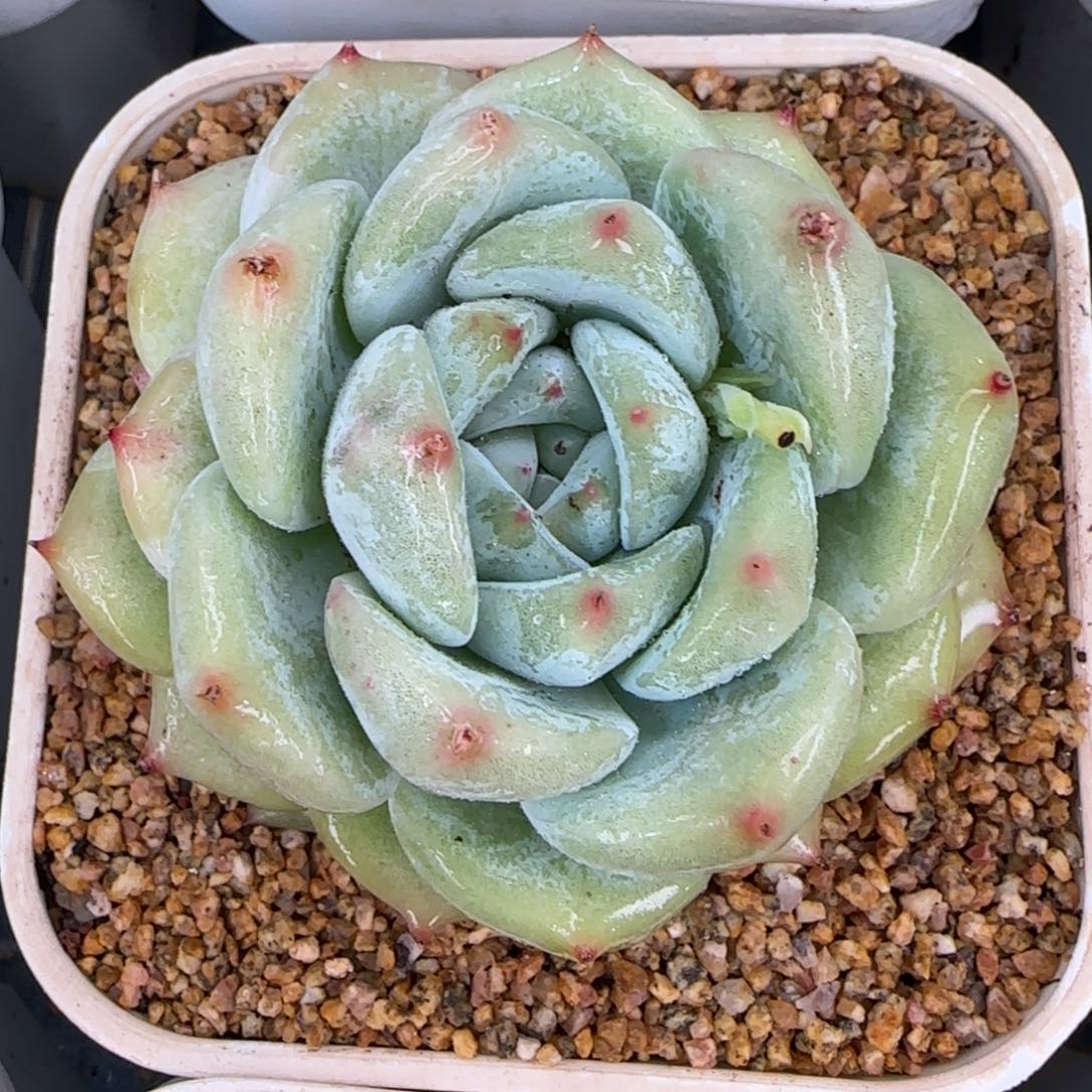 从前慢花园精选多肉白拉糖