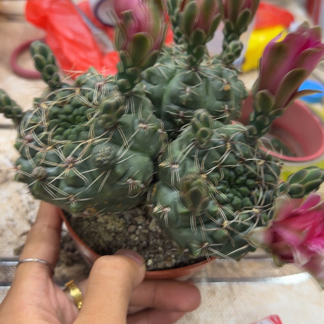 余****花花花花花花