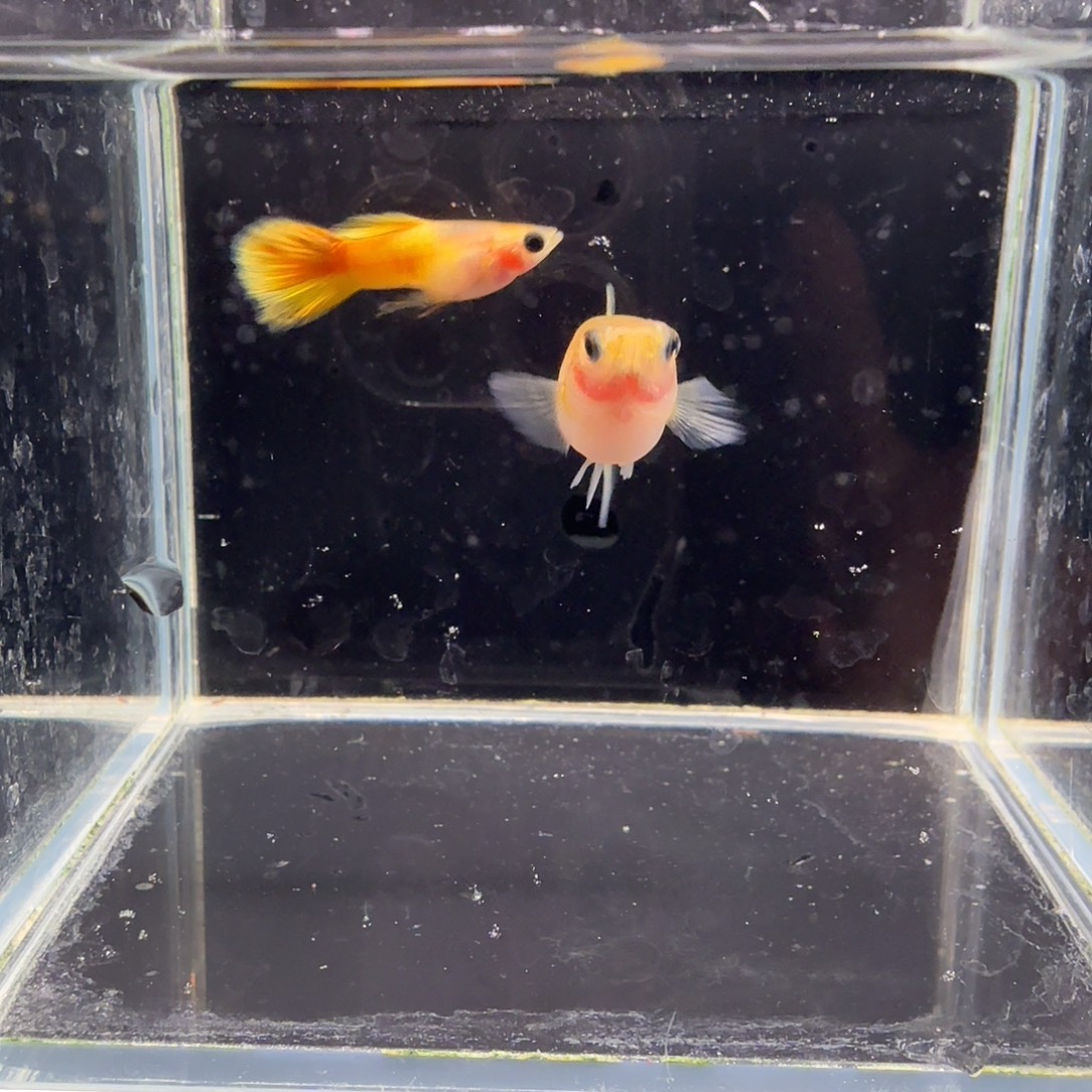 孔雀鱼黄金玻璃猫1对