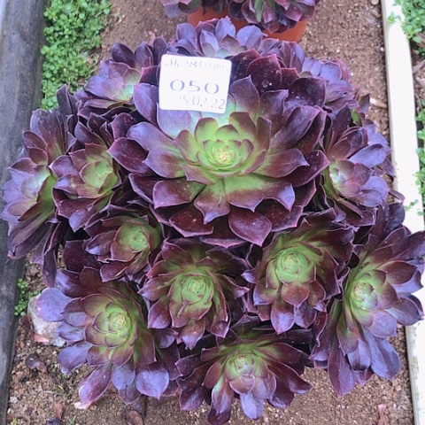 22-50赤焰连多肉植物