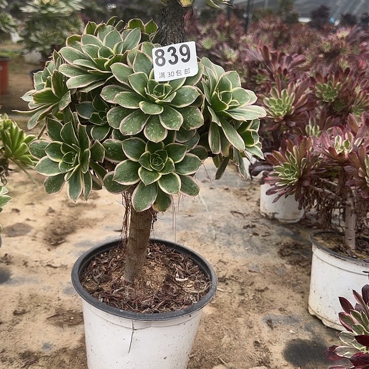 839。                     