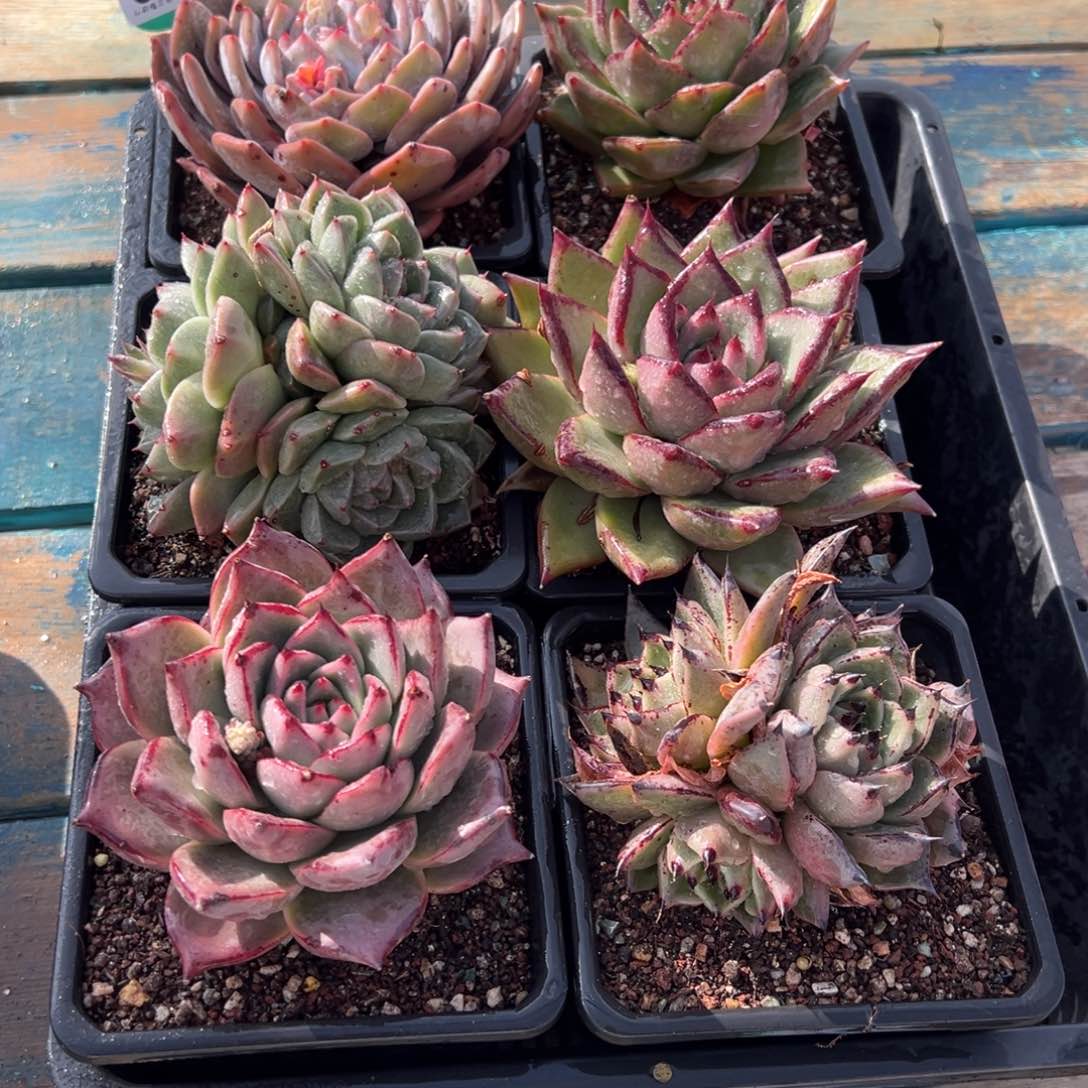 从前慢多肉精选编号0123.117