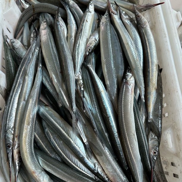 大连本地马步鱼野生棒鱼超大棒一斤6条左右 3斤链接2.9到3.1斤