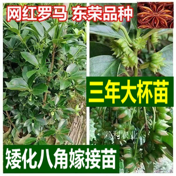 三年大杯苗广西八角嫁接苗容县二扭大红藤县罗马品种高八果木树苗