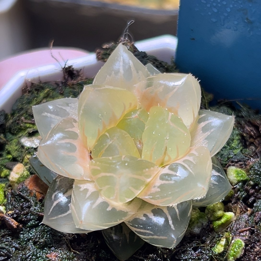 恭喜发财大吉大利0310