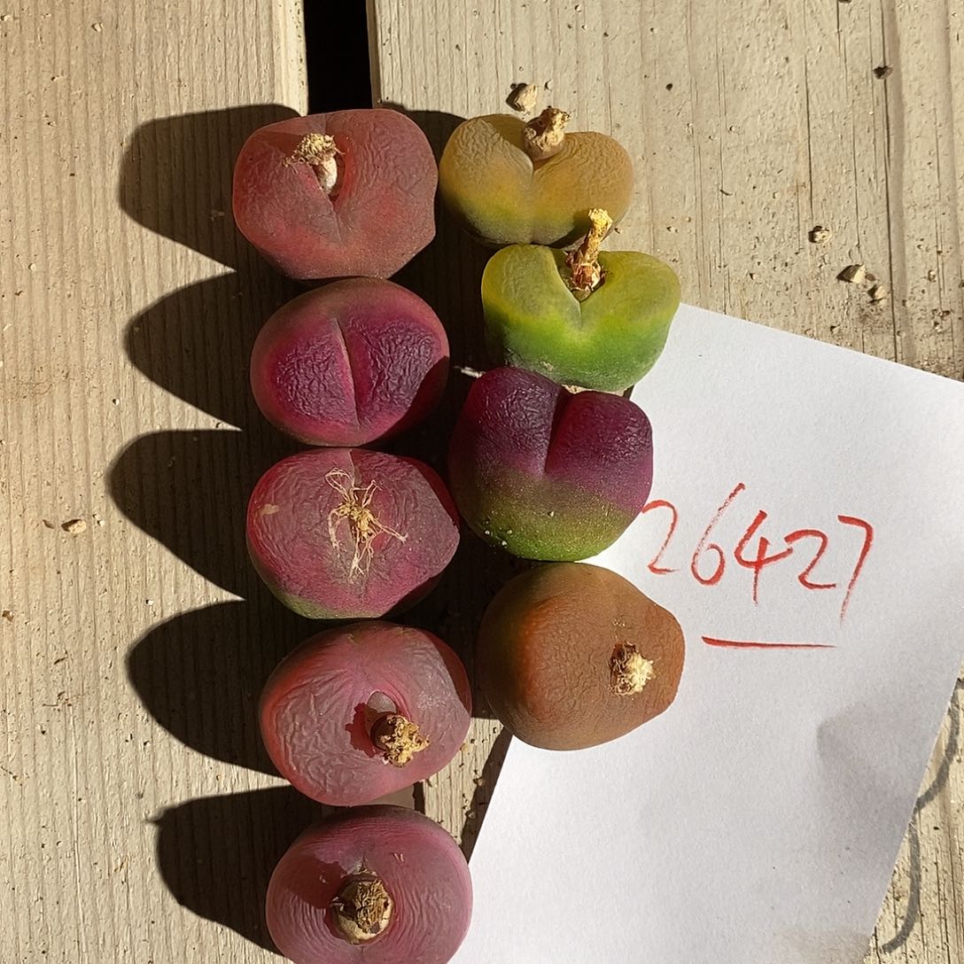 花***货26427。  一组。 一组。