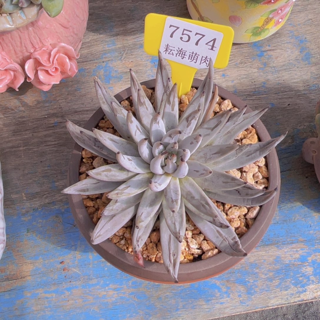 磨爪7574多肉植物