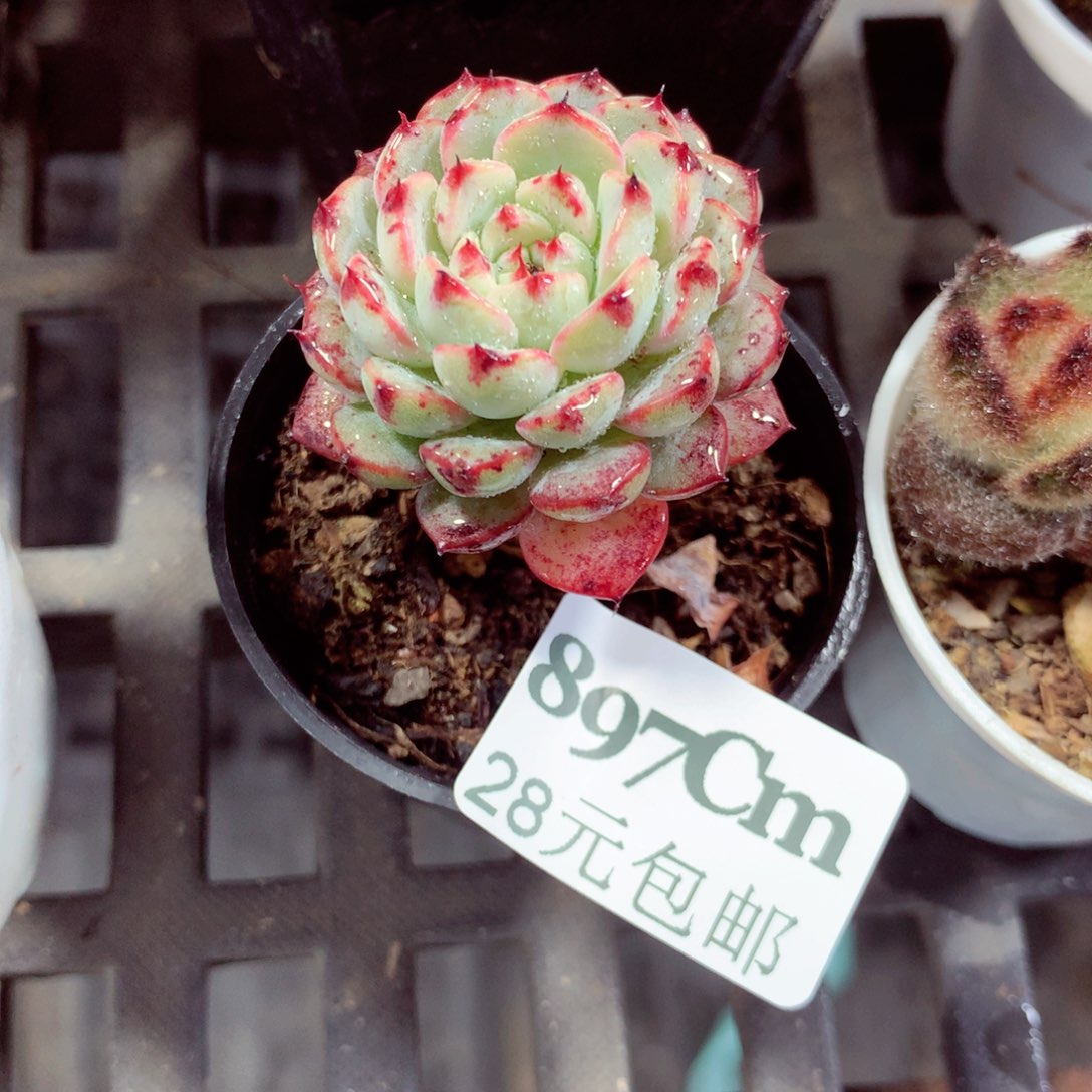 5厘米盆精控多肉897