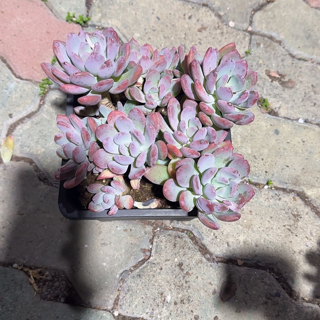 特大号灰姑娘多肉植物
