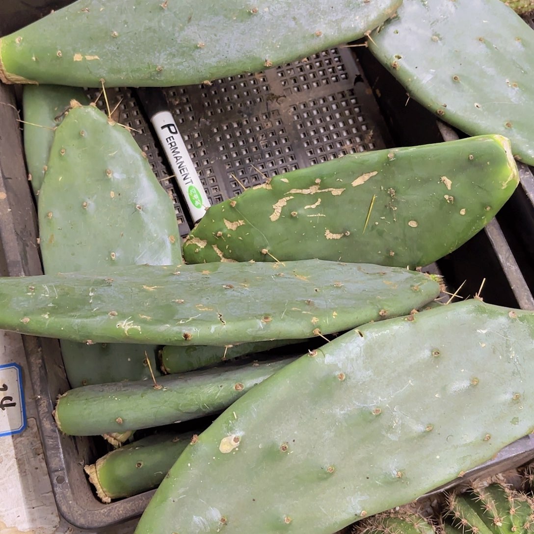 大黄刺侧牙28包邮仙人球24