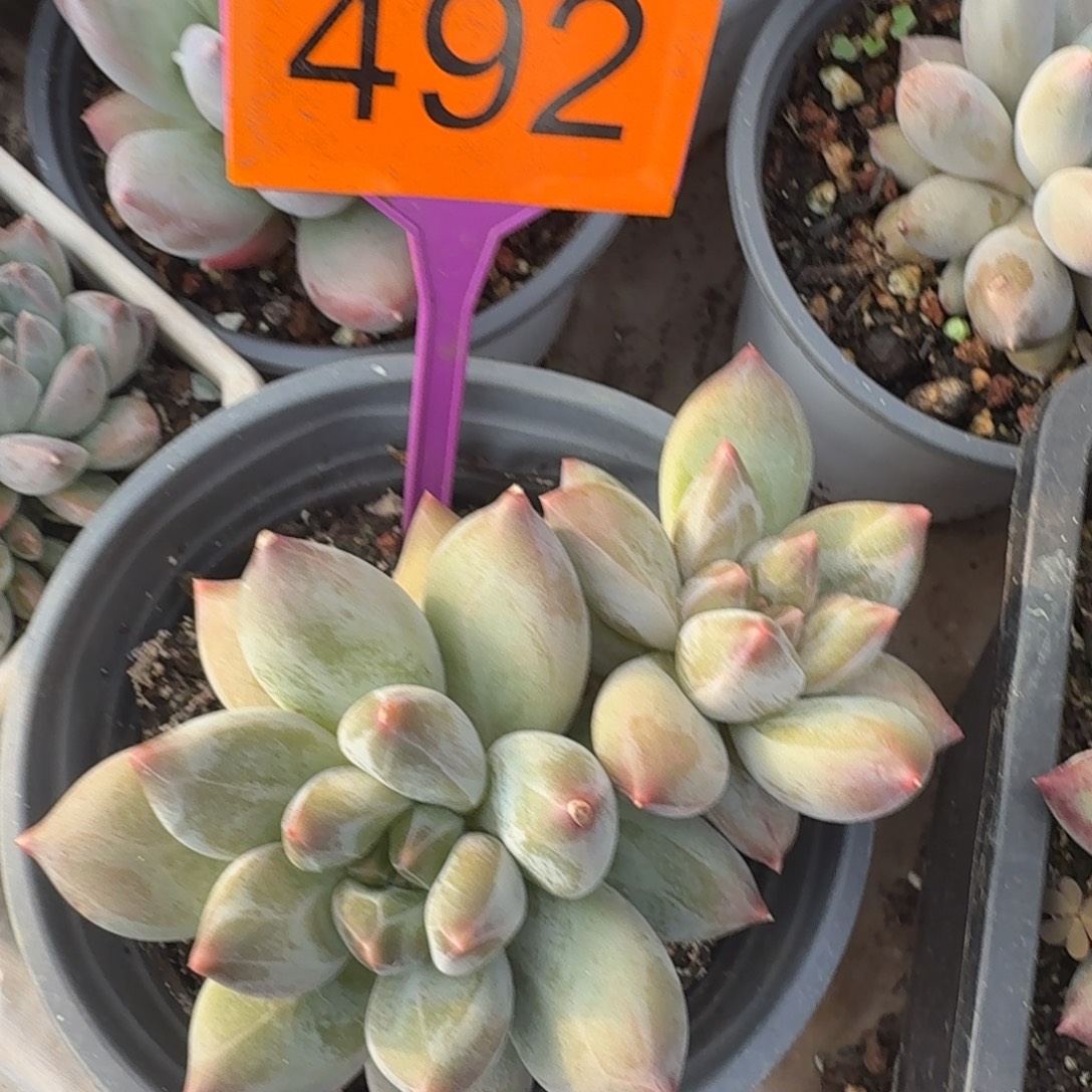 琳***琳重楼多肉植物492.