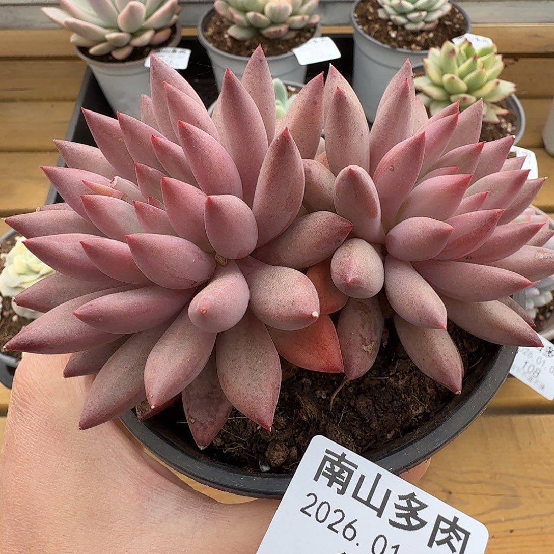 虞美人11111103-115