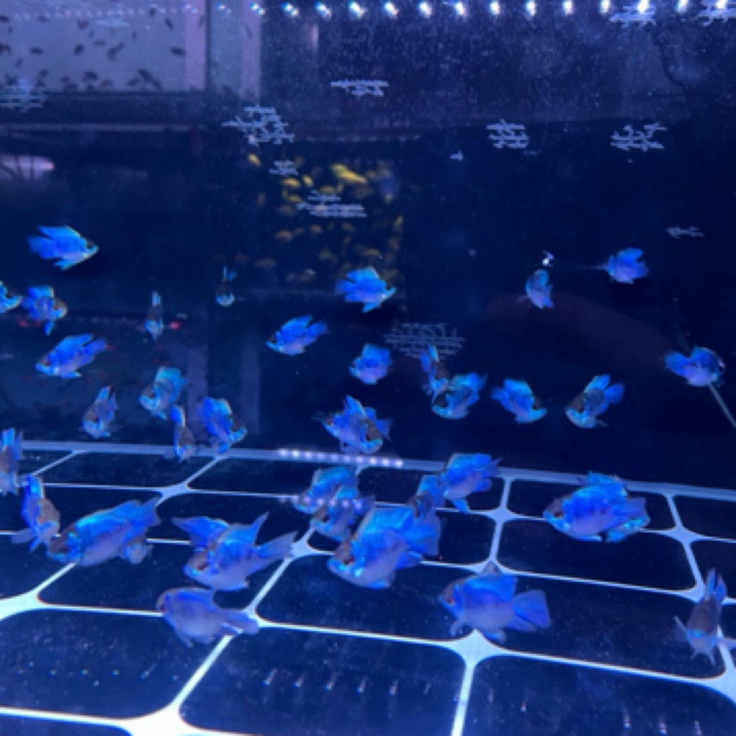 明天甄选｜蓝波子小型热带鱼淡水鱼 皮实好养，颜色艳丽