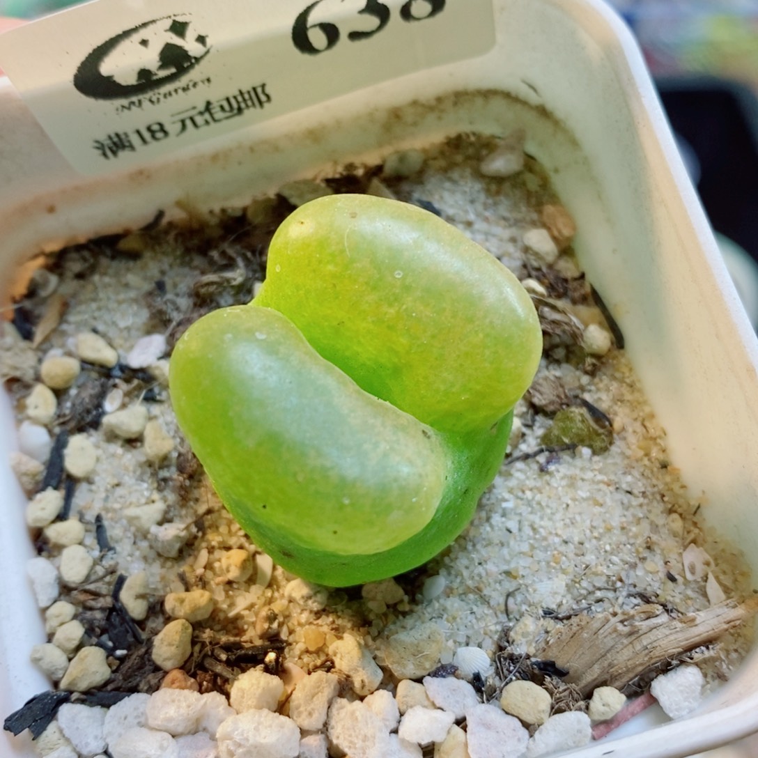 生石花花花花开638