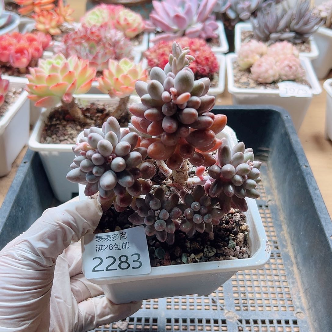 多肉一物一拍，2283