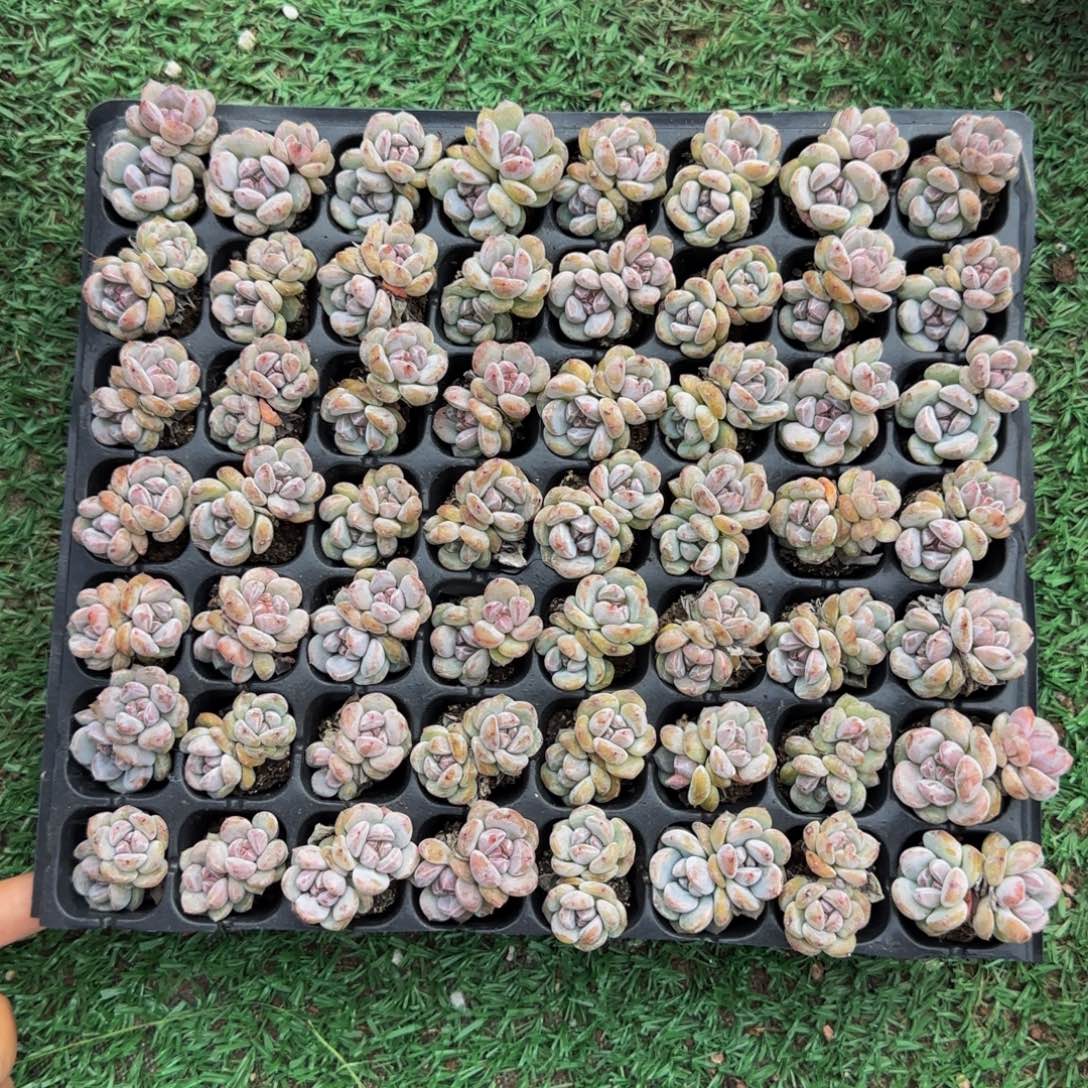 4颗一组双头圆叶星影小包子
