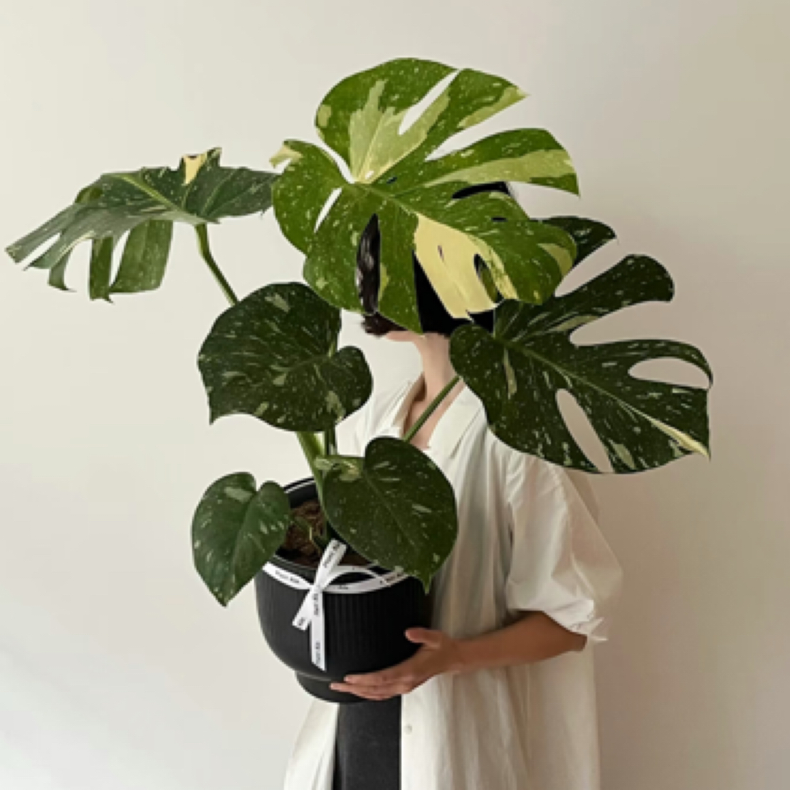 洒金龟背竹高度40左右室内好养轻奢小众轻盈灵动热植盆栽