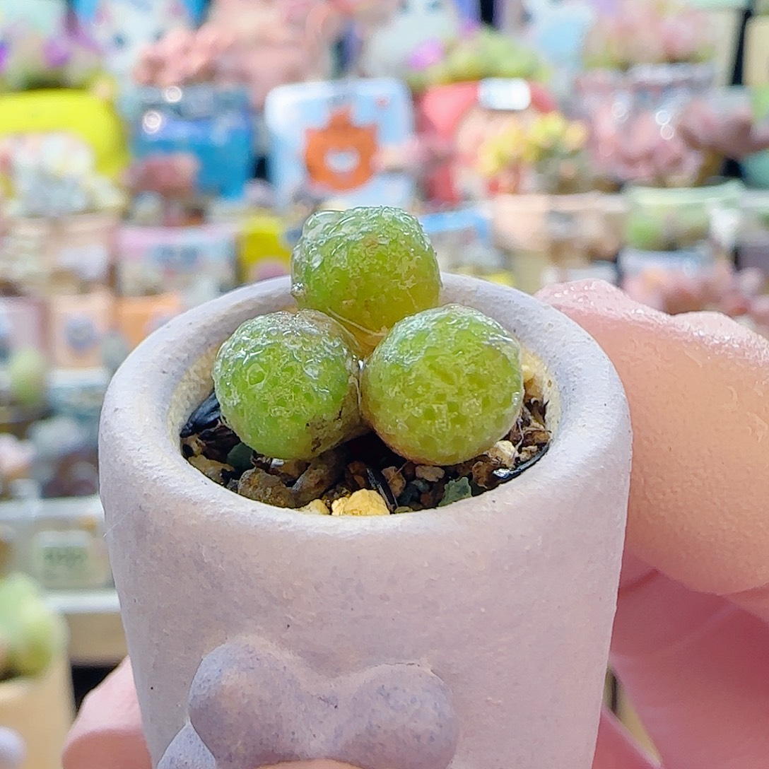 L 可爱小玉米 盆口2cm