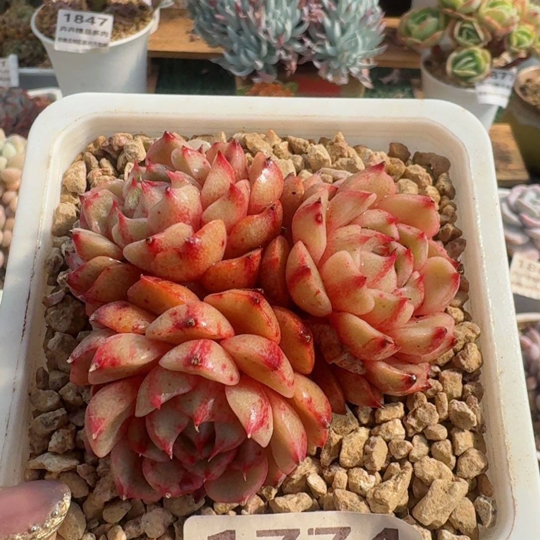 1774一物一拍（满28包邮）