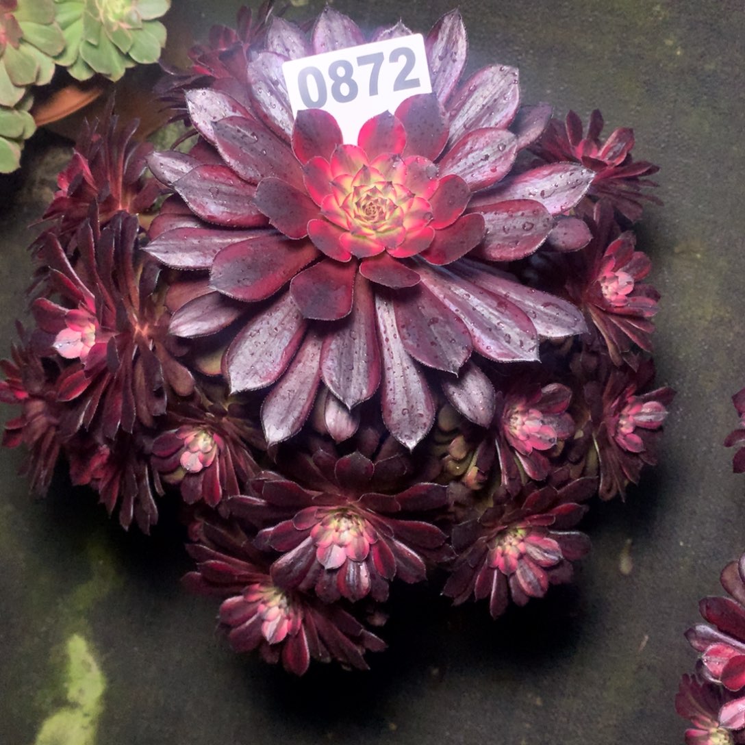 黑天鹅872法师多肉植物38000000