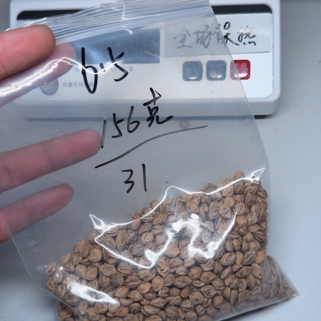 l***o柏香籽/百香籽吊坠