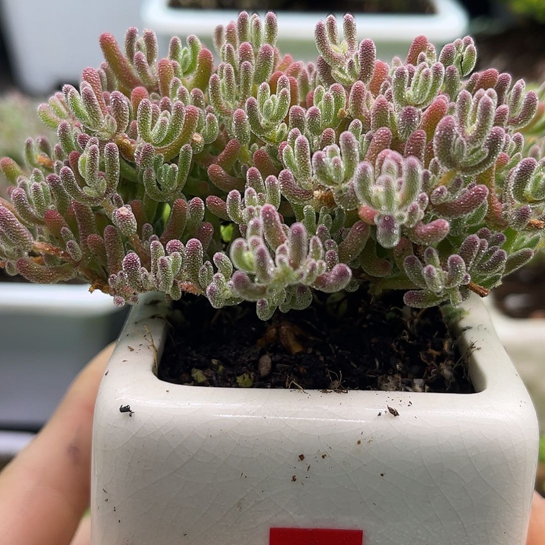 34冰晶带盆优选枝干