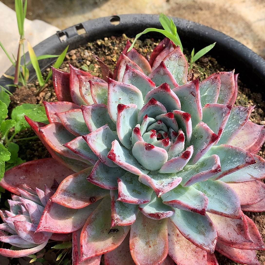 卡杂一物一拍16.83