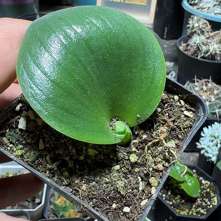 521玫瑰镜带盆发货