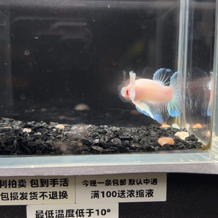 斗鱼跑单拉黑30日50