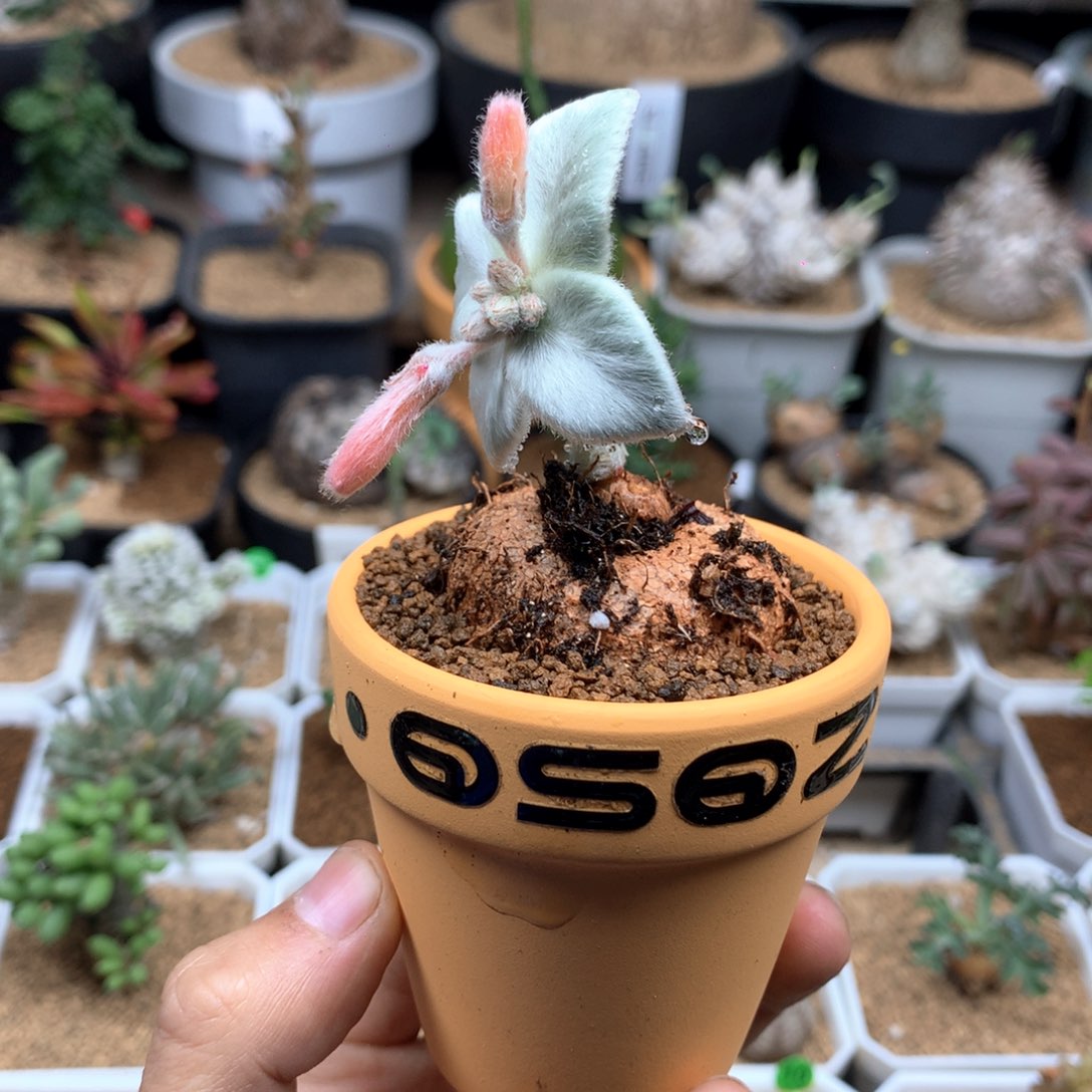 断崖女王带盆多肉