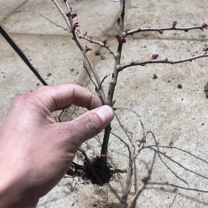 赤八重海棠花一颗