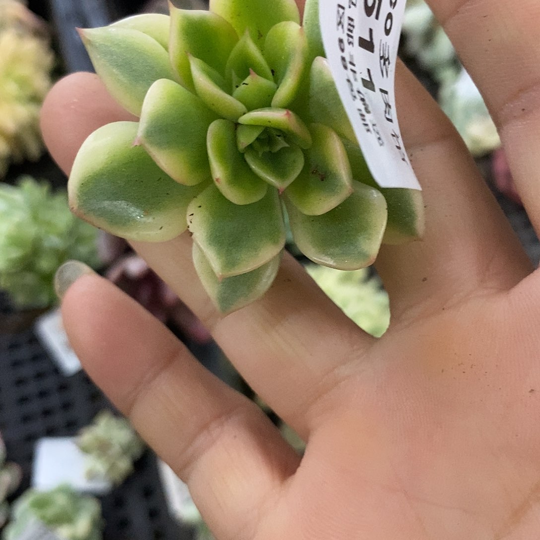 511黄金珠比丽锦炸多肉植物