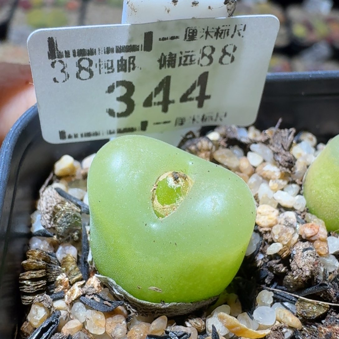 Sss捡漏清仓了344