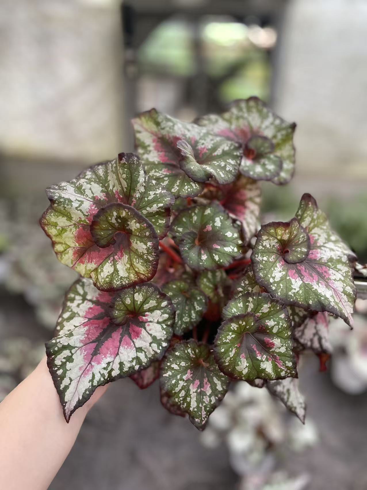 花涧堂秋海棠热植网红ins风 蟆叶秋海棠 泰国秋海棠 偏远地区专拍