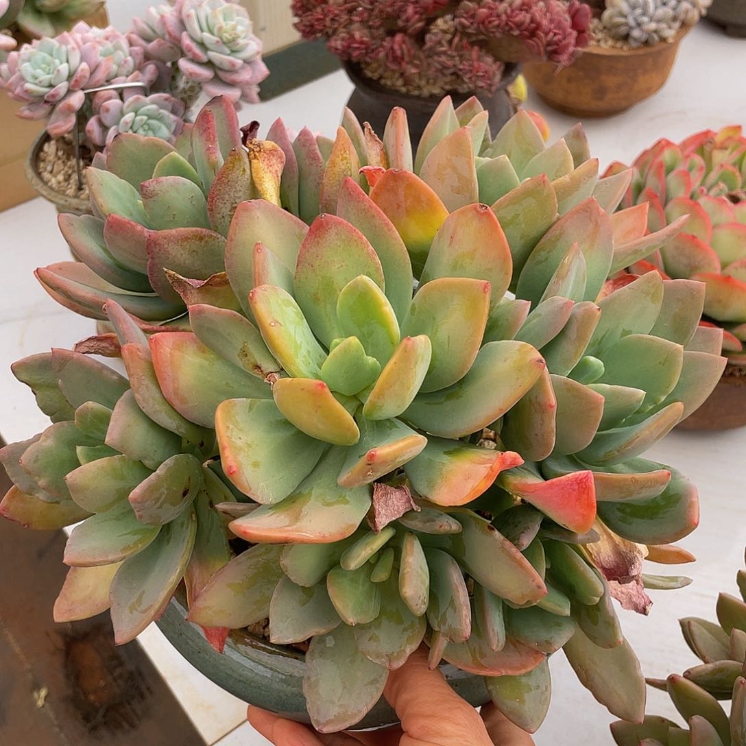 香蕉美人多肉多肉多肉