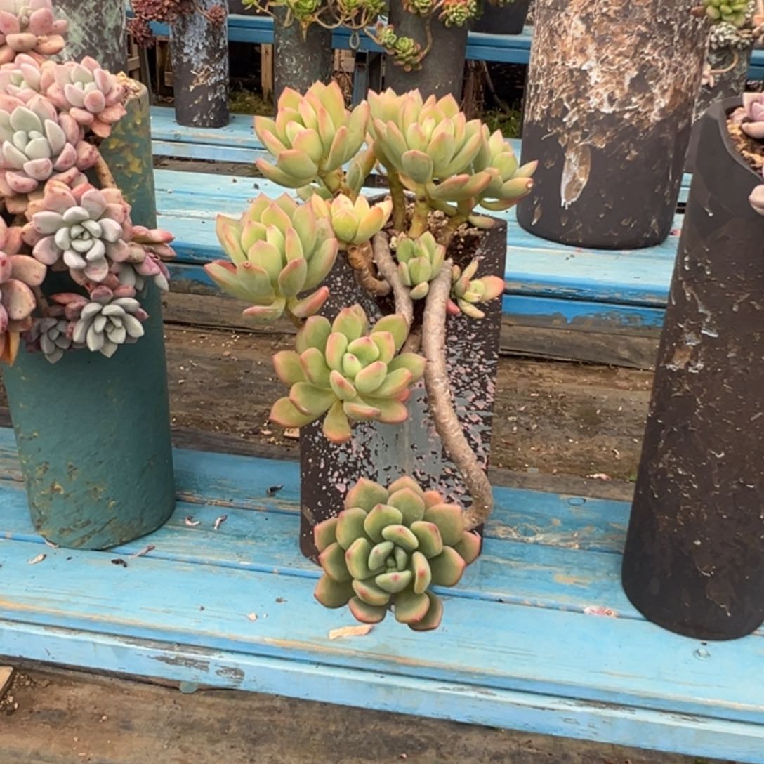 精品清新美人悬崖 裸根