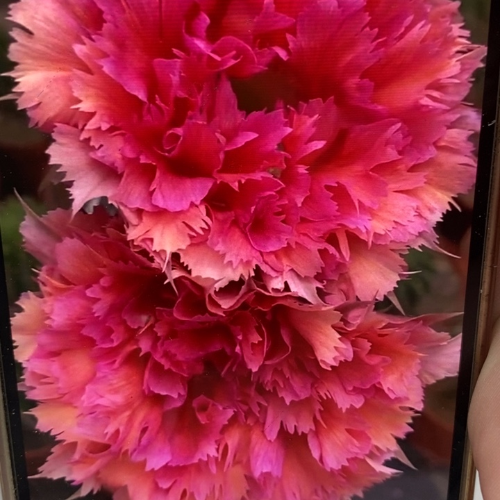 彩草羽毛2号7.5公分左右