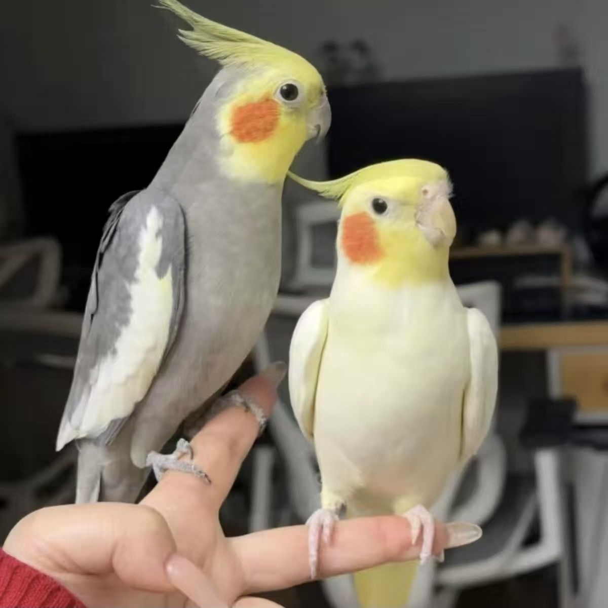 手养玄凤鹦鹉可爱亲人会学说话适合家养观赏宠物鸟微瑕专拍