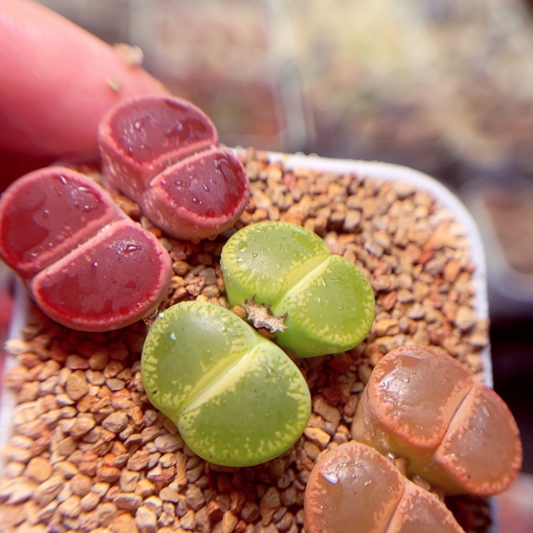 300号带盆盆包邮发货