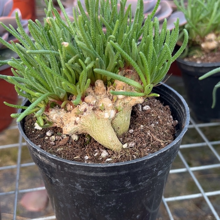 天赐，一物一拍，脱土