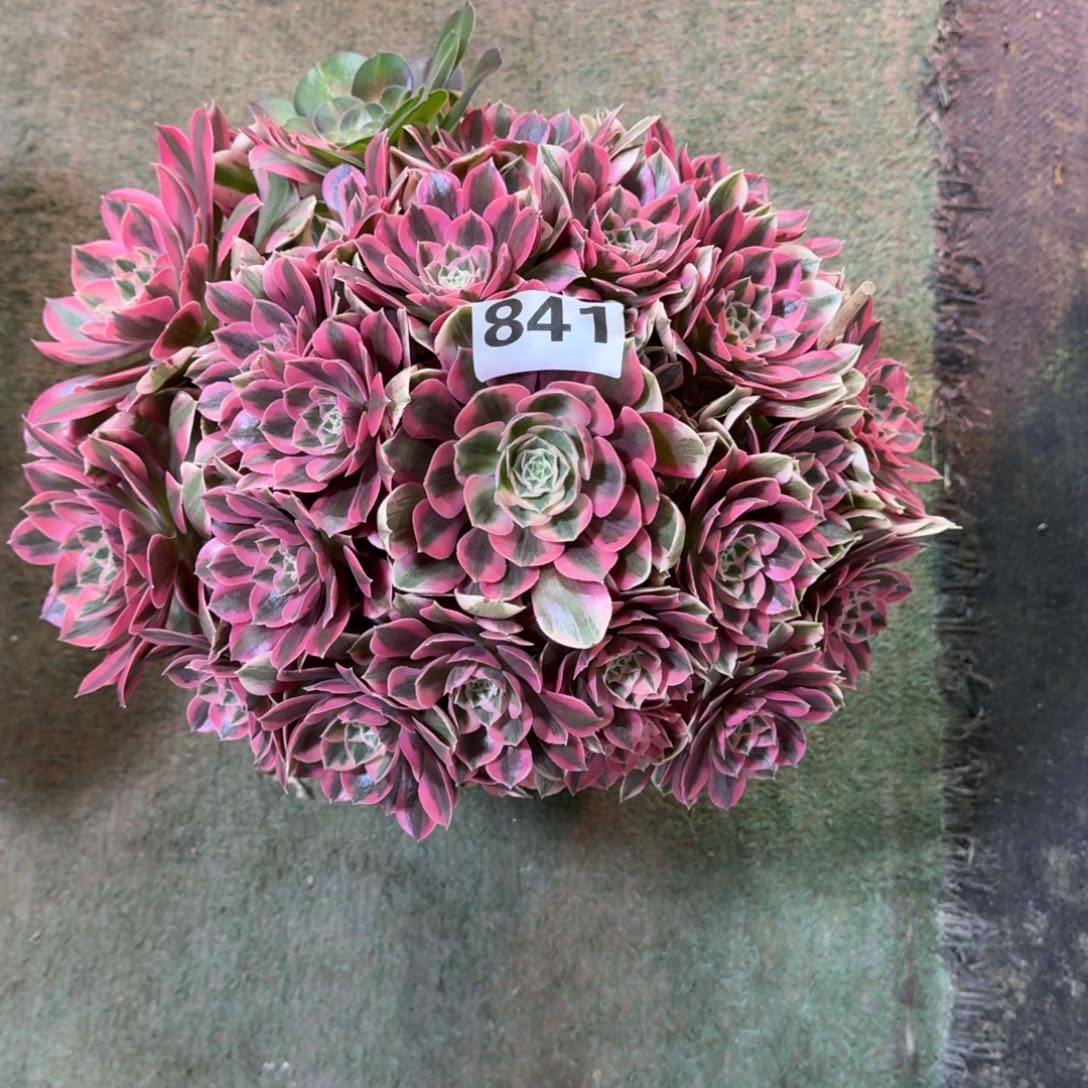 841！女妖法师多肉植物