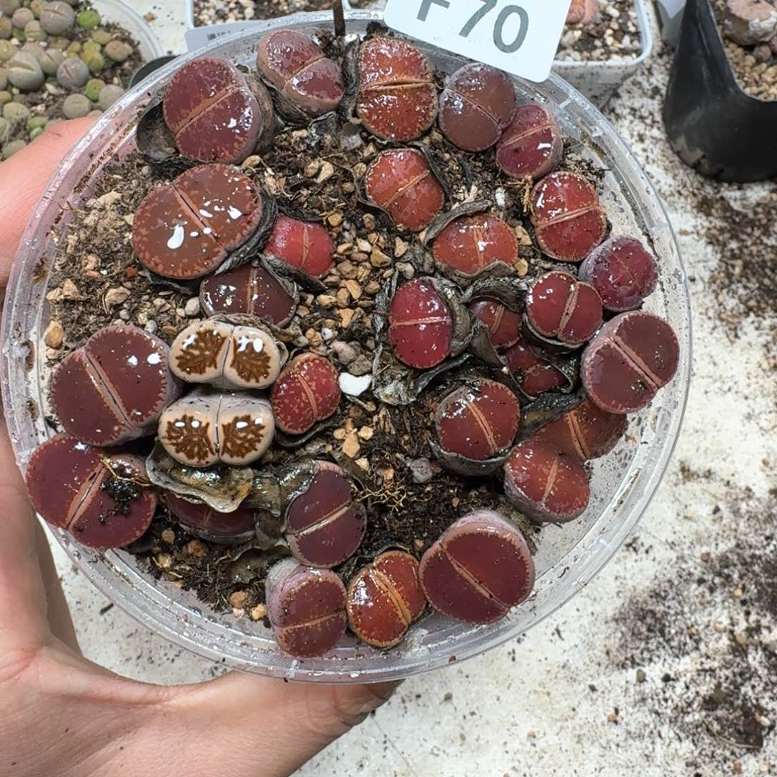 F70。比利时Ko。多肉植物