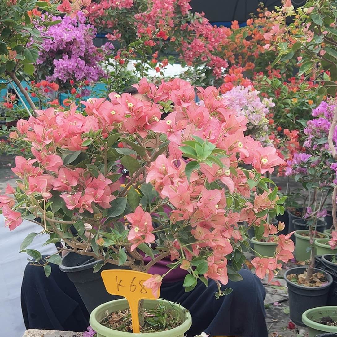 风***#大部分花苞少量开放K68卡亚塔